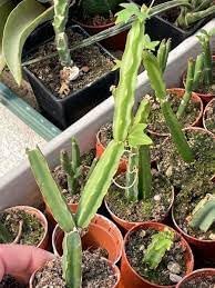 Heirloom Cissus Plant Seeds, Non-GMO, Fast-Growing Climber for Indoor or Outdoor Gardens for planting in home garden