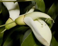 White Erythrina Crista Galli Flower Seeds for Planting - 100 pcs