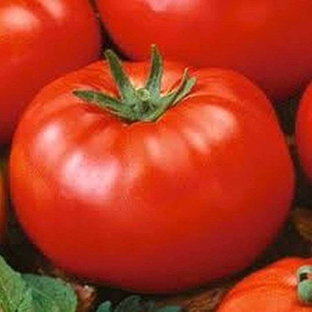 Altdeutsche tomato heirloom seeds for planting large flavorful fruits in gardens