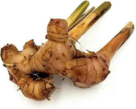 Light Brown Green Perennial Ginger Zingiber officinale for planting in herb garden