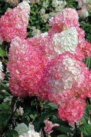 New Fresh Vanilla Strawberry Plant Seeds - Sweet, Aromatic Strawberries for Your Garden