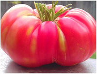 Red Brandywine tomato seeds – heirloom variety for rich, full-flavored fruits