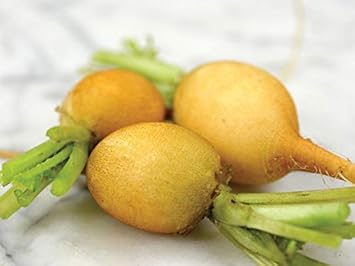 Radish Zlata Seeds for Planting - 100 pcs