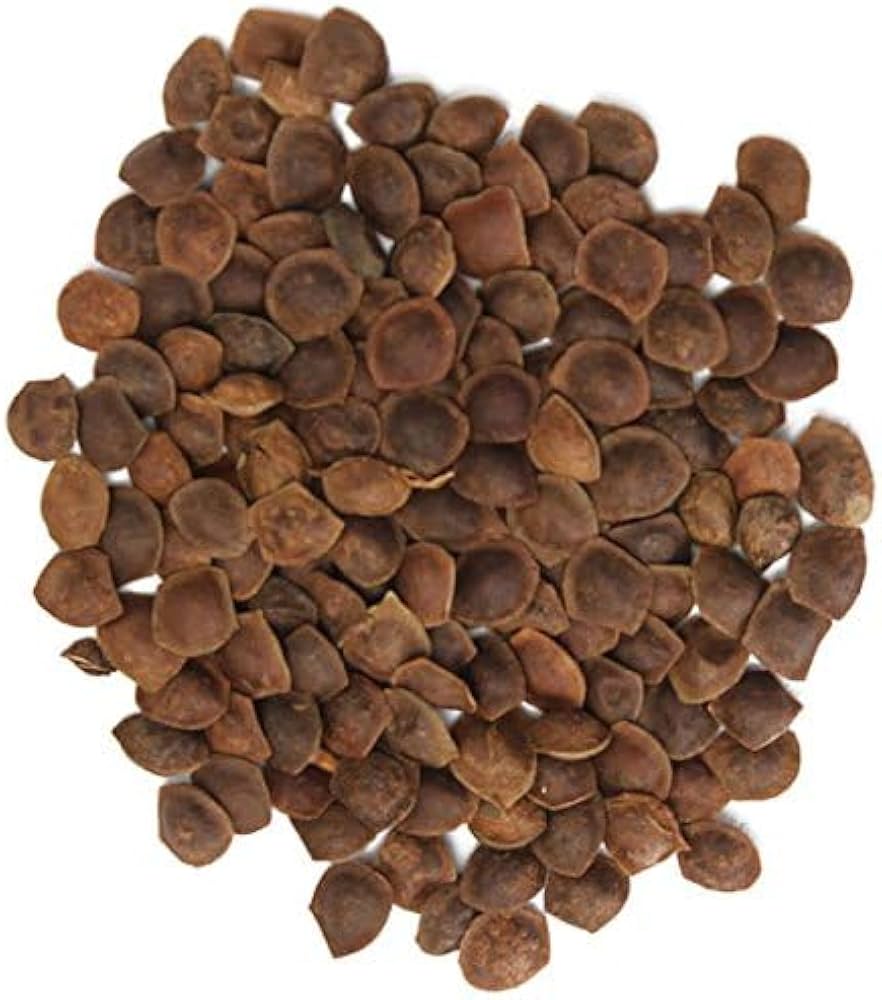 Mimosa plant grown from seeds with delicate fern-like leaves that fold when touched