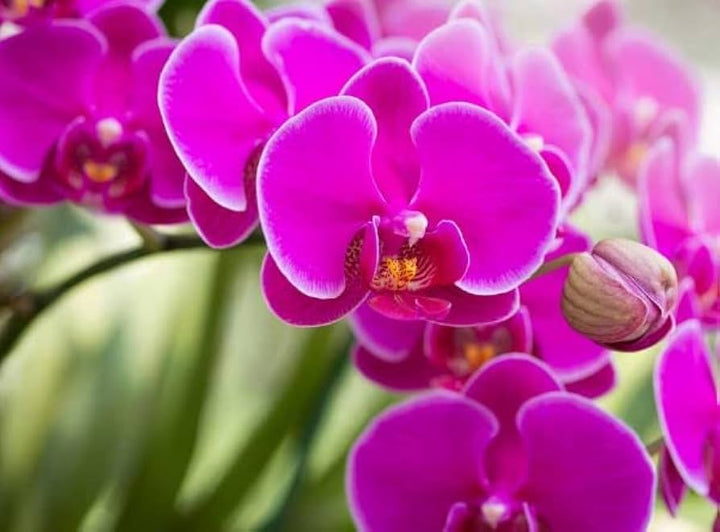 Heirloom Non-GMO Thick Pink Orchid Flower Seeds for Garden Planting – Unique Exotic Bloom Seed