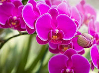 Heirloom Non-GMO Thick Pink Orchid Flower Seeds for Garden Planting – Unique Exotic Bloom Seed