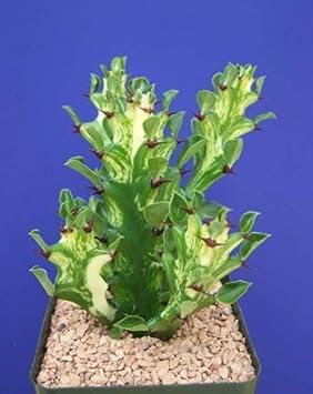 Heirloom Euphorbia Mayurnathanii Flower Seeds for Planting, Non-GMO