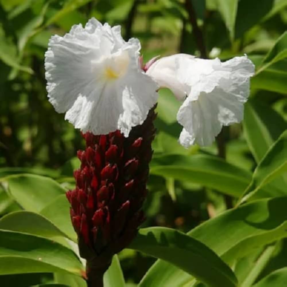 Heirloom Non-GMO Costus Flower Seeds for Planting – Tropical Ornamental Blooms - Non-GMO for planting in home garden