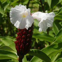 Heirloom Non-GMO Costus Flower Seeds for Planting – Tropical Ornamental Blooms - Non-GMO for planting in home garden