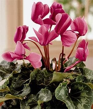 Organic Cyclamen Light Pink Flower Seeds for Planting – Heirloom, Non-GMO