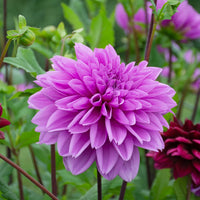Emperor Dahlia