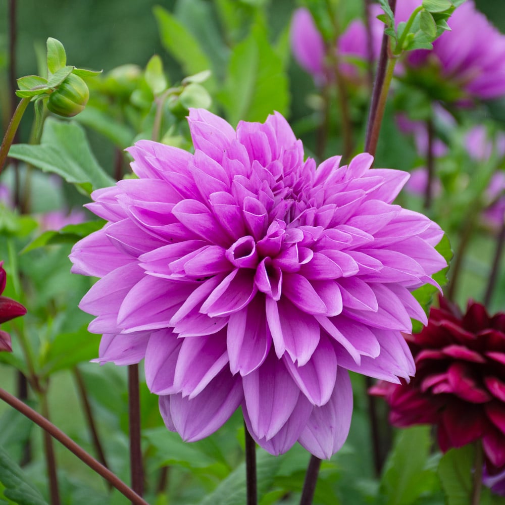 Lilac Time Dahlia