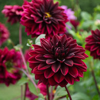 Sam Hopkins Dahlia