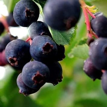 Black Tomato Seeds for Planting - 100 pcs