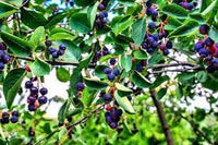 Juneberry Fruit Seeds