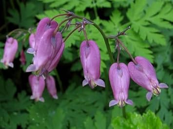 Heirloom Fringed Flower Seeds for Planting, Non-GMO - Fringed for planting in home garden