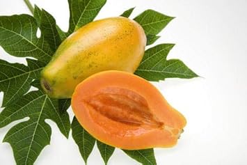 Papaya Carica papaya seeds for colorful home garden