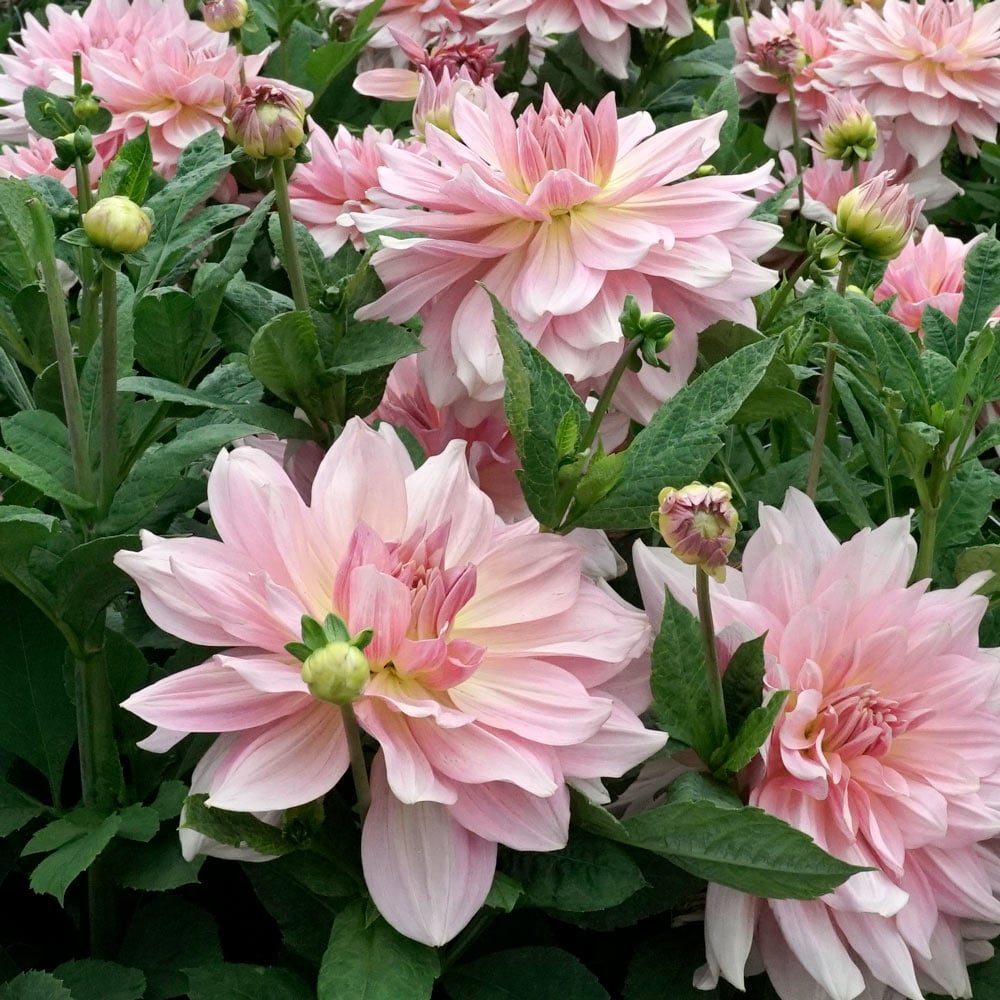 Fairway Pilot Giant Dinnerplate Dahlia