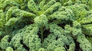 Kale Brassica oleracea seeds for garden planting