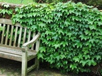 Green Boston Ivy Plant Seeds for Planting-Heirloom & Non-GMO Seeds for planting