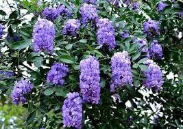 Heirloom Non-GMO Sophora Secundiflora Flower Seeds for Planting – Fragrant Blooms for Xeriscape Gardens - Non-GMO for planting in home garden