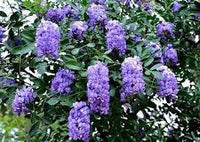 Heirloom Non-GMO Sophora Secundiflora Flower Seeds for Planting – Fragrant Blooms for Xeriscape Gardens - Non-GMO for planting in home garden