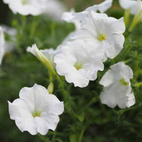 Petunia Petunia hybrida Flower Seeds for Planting Hanging Petal Variety in Vertical Garden