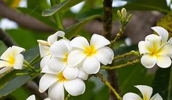 White Frangipani Flower Seeds – Heirloom Non-GMO Plumeria Seeds for Fragrant Gardens