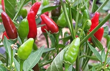 Red Green Chili Seeds for Planting heirloom & Non-GMO Seeds