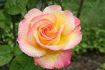 Yellow Pink Shrub Rose Flower Seeds for Home and Garden Planting