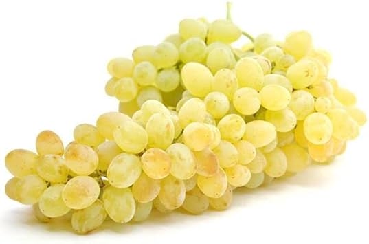 Yellow grape Vitis vinifera seeds for vineyard