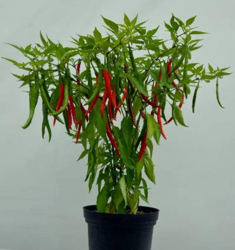Chilli Jwala Pariksha Vegetable Seeds