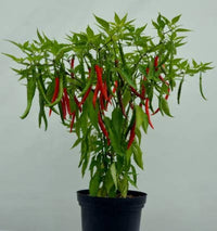 Chilli Jwala Vegetable Seeds