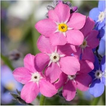 Myosotis Flower Seeds for Planting - 100 pcs