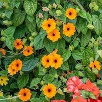 Thunbergia Alata Flower Seeds – Heirloom Non-GMO Seeds for Vibrant Climbing Garden Planting