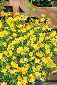 Heirloom Non-GMO Linum Flavum Flower Seeds for Planting – Bright Yellow Perennial Garden Blooms
