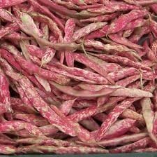 Red Bean Phaseolus vulgaris seeds for garden planting
