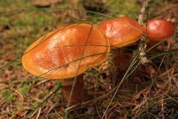 Slippery Jack Mushroom Seeds for Planting-Heirloom & Non-GMO Seeds for planting