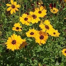 Heirloom Coreopsis Basalis Flower Seeds for Garden Planting, Non-GMO, Golden Blooms for Wildflower Beds
