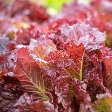 Red lettuce Lactuca sativa seeds for planting in vegetable patch