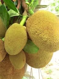 Yellow JackFruit Seeds for Planting – Heirloom and Non-GMO Seeds for Home Garden