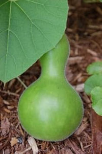 Green Birdhouse Gourd Vegetable Seeds for Planting heirloom & Non-GMO Seeds