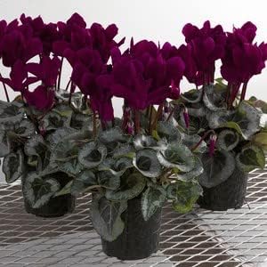 Heirloom Non-GMO Burgundy Cyclamen Flower Seeds – Rich-Colored Winter Blooms for Garden Planting
