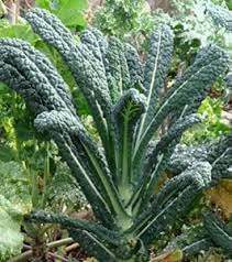 Kale Cavolo Nero Seeds for Planting - 100 pcs