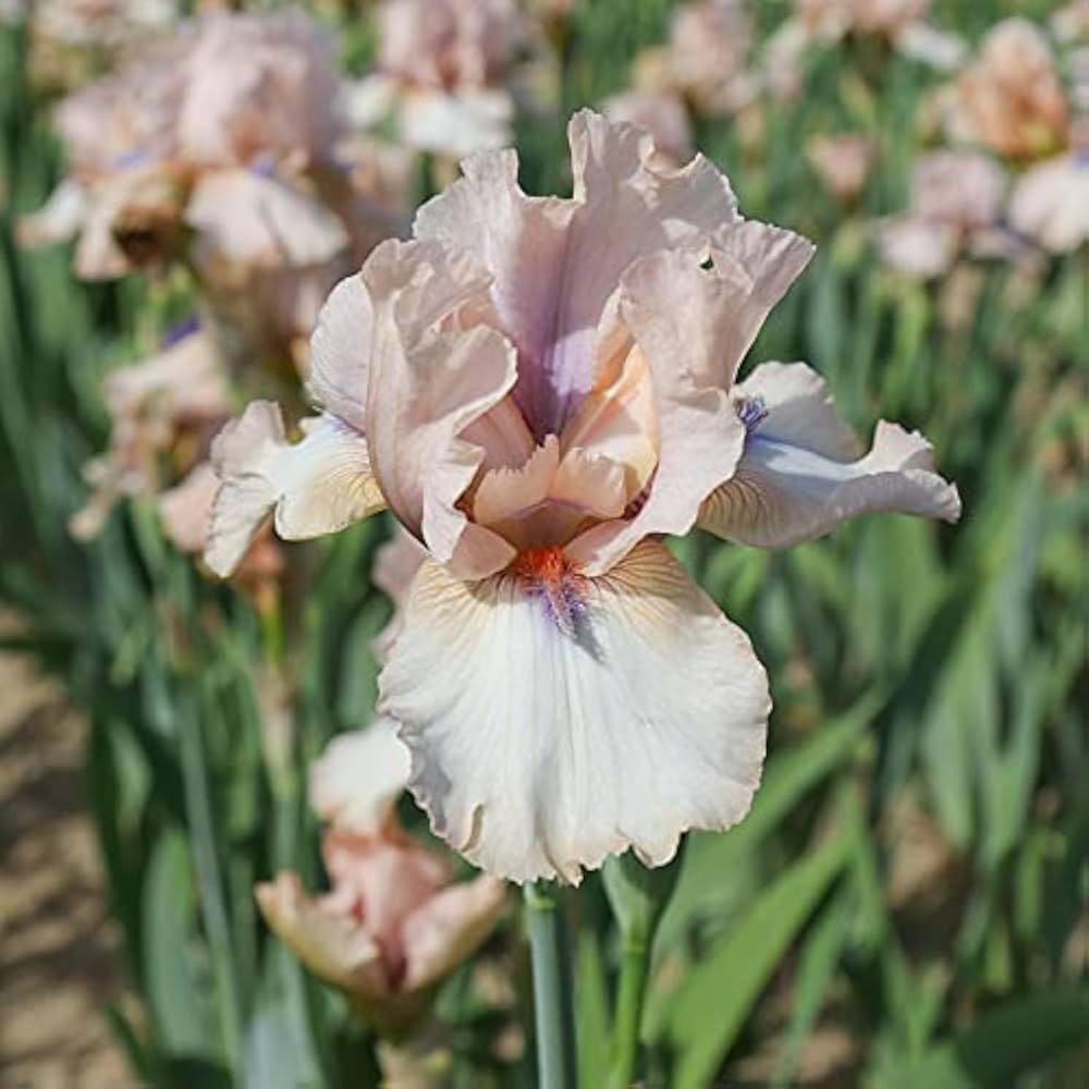 Concertina Reblooming Bearded Iris Seeds