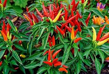 Chilli Seeds for Planting - 100 pcs
