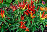 Chilli Seeds for Planting - 100 pcs