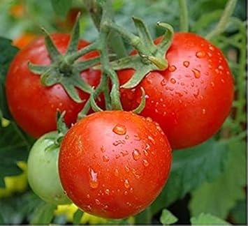 Tomato Vegetable Seeds for Planting – Dark Red Variety 100 pcs