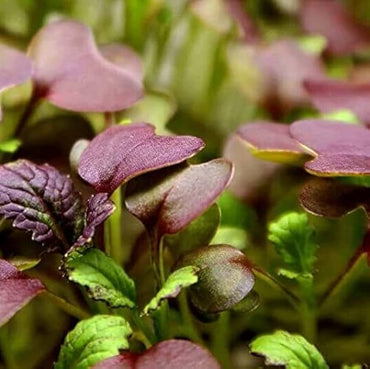 Mustard, Barbarossa – Microgreen Seed