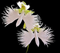 Heirloom Non-GMO Radiata Flower Seeds for Planting – Striking Blooms for Garden Displays - Non-GMO for planting in home garden